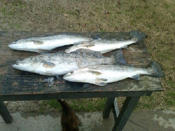 TW’s Bait & Tackle, TW's Daily Fishing Report. 11/4/15