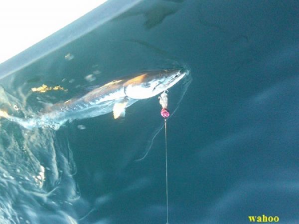 TW’s Bait & Tackle, TW's Daily Fishing Report. 2/1/15