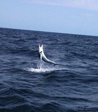 TW’s Bait & Tackle, TW's Daily fishing Report