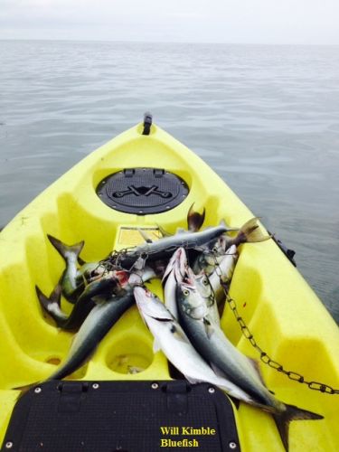 TW’s Bait & Tackle, TW's Daily fishing Report. 8/8/15
