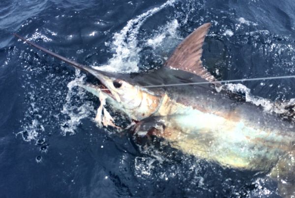 Bite Me Sportfishing Charters, Hooked Up, Blue Marlin!