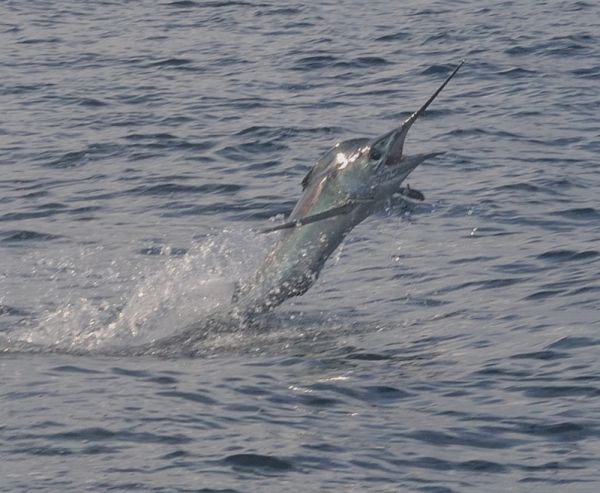 Bite Me Sportfishing Charters, Whitey can Jump!