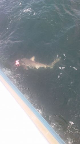 Wanchese Fishing Charters, Farmers out of their element