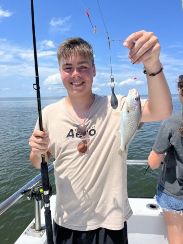 Miss Oregon Inlet II Head Boat Fishing, Catching them two at a time