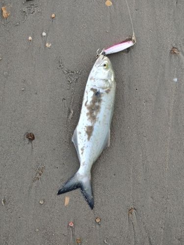 OBX Bait & Tackle Corolla Outer Banks, Corolla Fish Report
