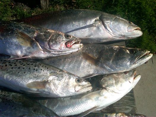 TW’s Bait & Tackle, Daily Fishing Report