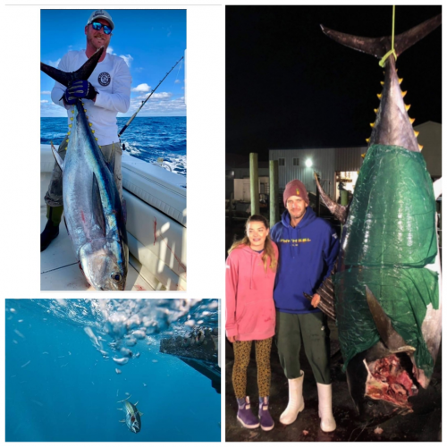 Oceans East Bait & Tackle Nags Head, A 732lb Bluefin, nice Bigeye, and an amazing underwater shot!!