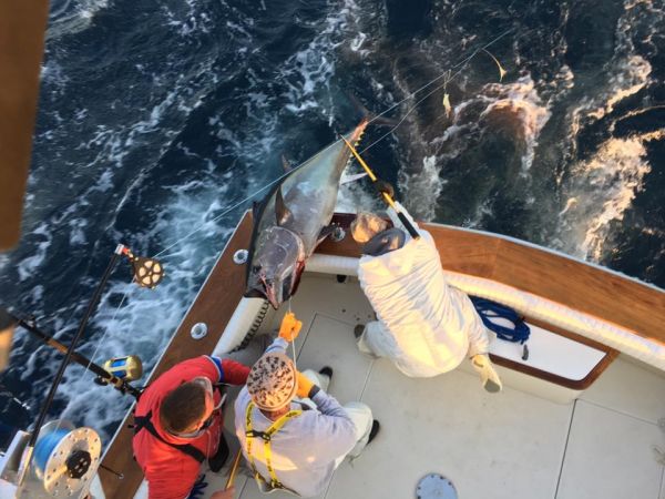 Carolina Girl Sportfishing Charters Outer Banks, Now booking for 2017!