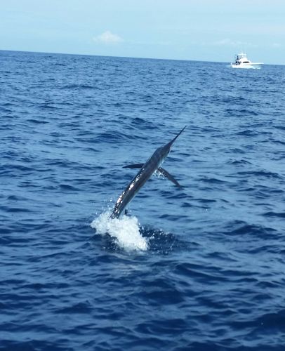 Bite Me Sportfishing Charters, 2025 Tournaments