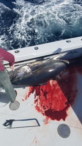 Outer Banks Fishing Charters, TUNA are here
