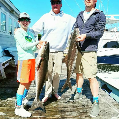 Pirate's Cove Marina, Catchin Cobia.....