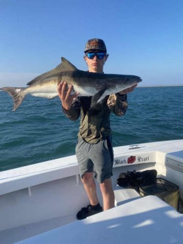 Hatteras Harbor Marina, Bluefish, Red Drum, and Cobia