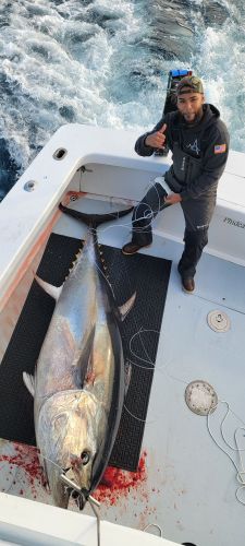 Phideaux Fishing, Big tuna are here!