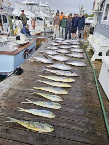 Pirate's Cove Marina, TUNA TIME