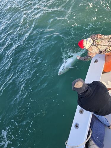 Phideaux Fishing Charters Outer Banks, Blue Fin Fishing Continues!!