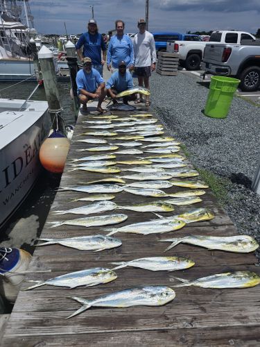 Phideaux Fishing Charters Outer Banks, Thanks Andrew and crew, great day!
