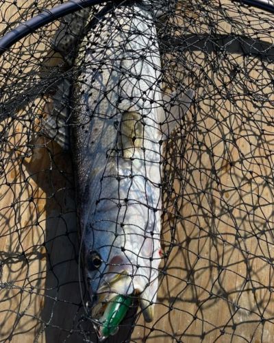 Oceans East Bait & Tackle Nags Head, Today didn't disappoint...