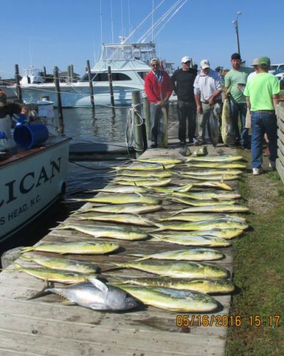 Oregon Inlet Fishing Center, Gaffer Dolphin & Yellow Fin Tuna