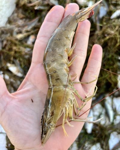 Risky Business Shrimping & Crabbing Charters, Time to Book a Charter!
