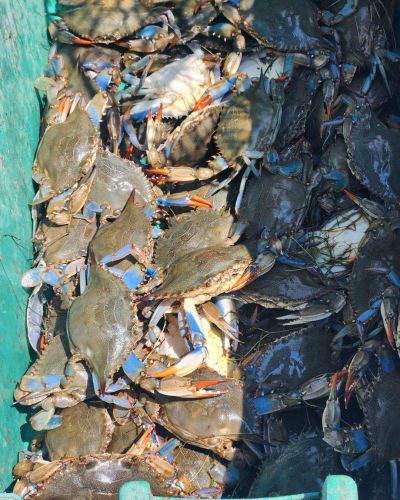Risky Business Shrimping & Crabbing Charters, Plenty of Crabs!