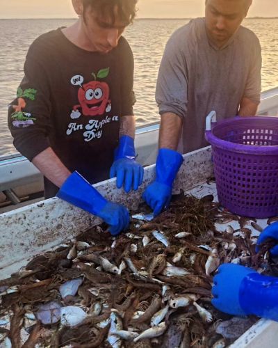 Risky Business Shrimping & Crabbing Charters, Shrimp , Shrimp, Shrimp