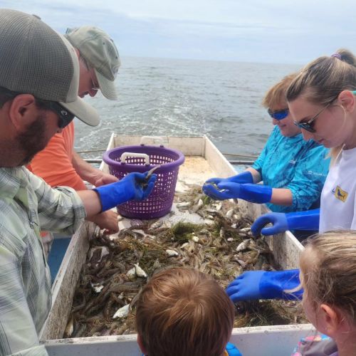 Risky Business Shrimping & Crabbing Charters, Shrimp & Crabs are Still Here!