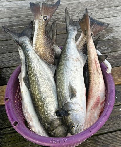 Gecko Sportfishing, Let's go Fishing!