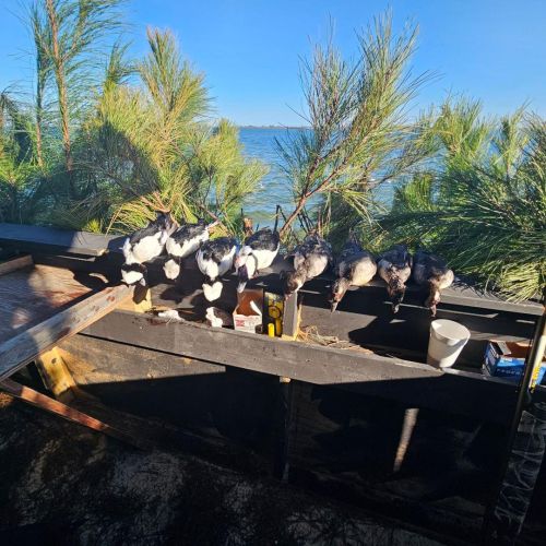 Waverunner Fishing Charters, Duck Hunting Season