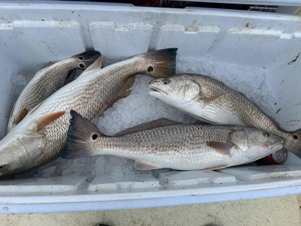 Gecko Sportfishing, They Are Still Here