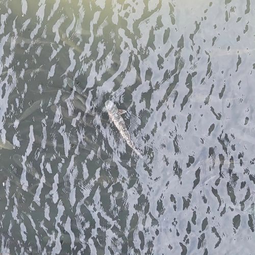 Jennette's Pier, Tons of Mullet Under Pier!