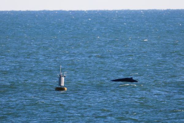 Jennette's Pier, Humpback Whale Sighting