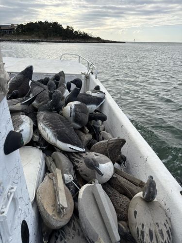 Gecko Sportfishing, Duck Hunting