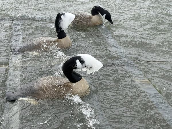 Gecko Sportfishing, Done With Ducks, Ready for Fish!