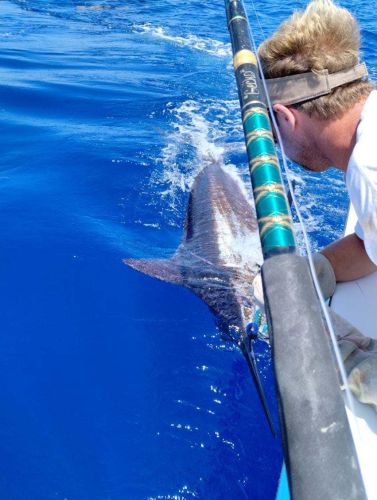 Gecko Sportfishing, Availability for Big Rock Tournament