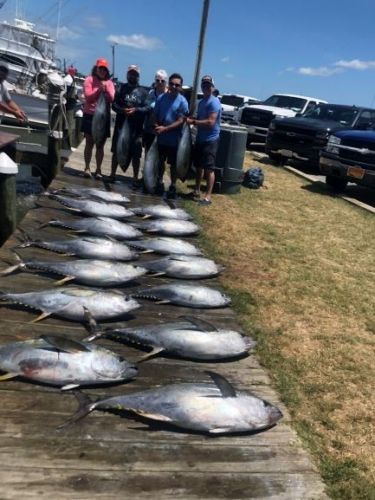 OBX Bait & Tackle Corolla Outer Banks, Corolla Fish Report