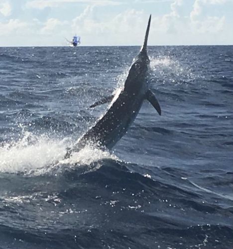 Bite Me Sportfishing Charters, Warming Up