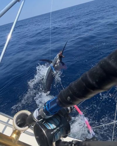 C-Legs Sportfishing, Open Spots for Hatteras Village Offshore Open