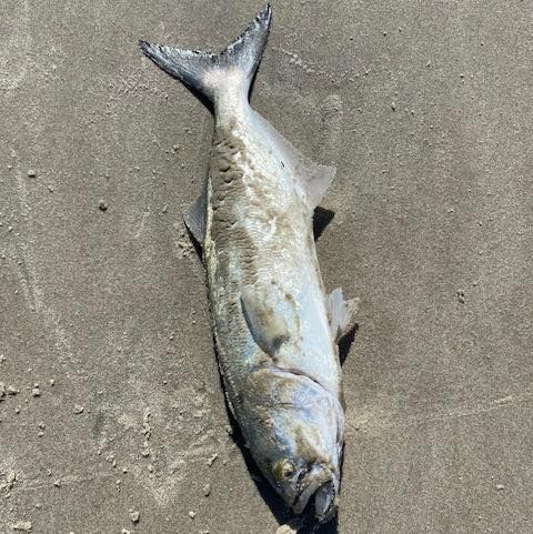 Tradewinds Tackle Shop, Drum & Bluefish