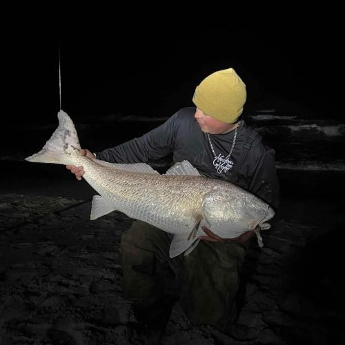 Tradewinds Tackle Shop, Monster Red Drum