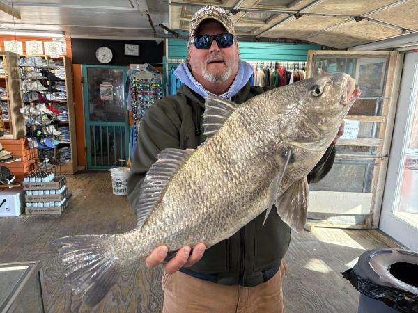 Fishing Unlimited Outer Banks Boat Rentals, Black Drum, Sea Mullet, & Puppy Drum