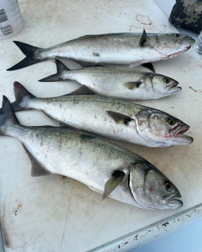 Crystal Dawn Head Boat Fishing and Evening Cruise, In the Fish!