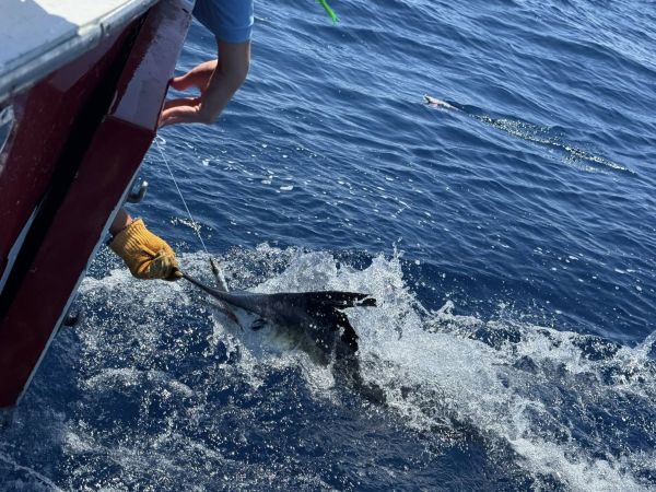 Fish Ocracoke, Blue & White Marlin