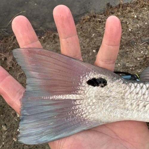 Tradewinds Tackle Shop, Nice Red Drum