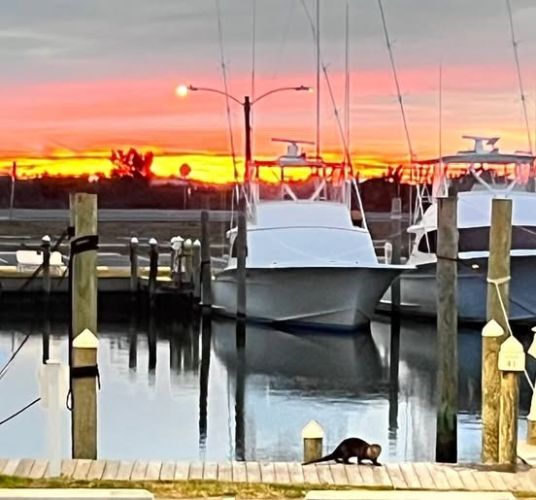 Oregon Inlet Fishing Center, Calm Weekend