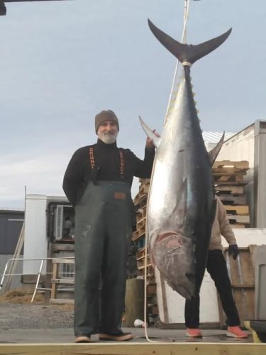 Pirate's Cove Marina, Bluefin Season is in full swing!