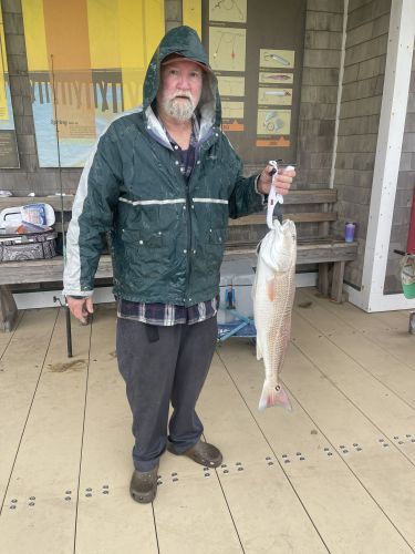 Jennette's Pier, Sea Mullet, Small Blues and Northern Puffers