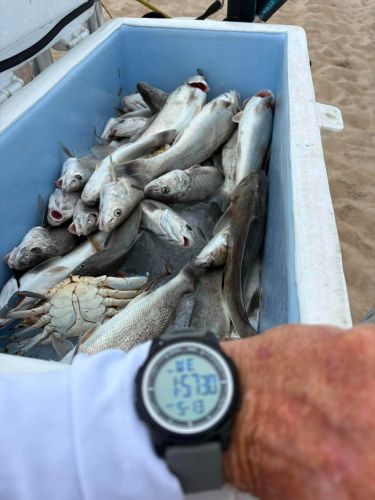 Red Drum Tackle Shop, Whoo hoo! Sea mullets!