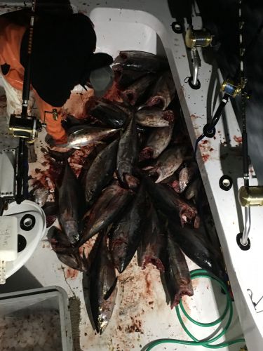 Carolina Girl Sportfishing Charters Outer Banks, Tuna fishing has been great