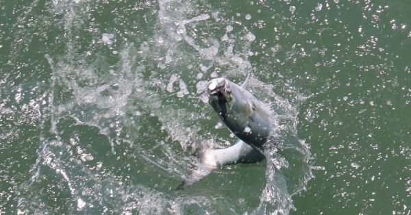 Jennette's Pier, A Super Bluefish Run