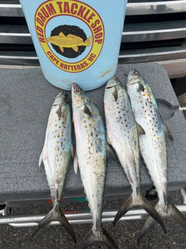 Red Drum Tackle Shop, Fat Fish at the Jetties!